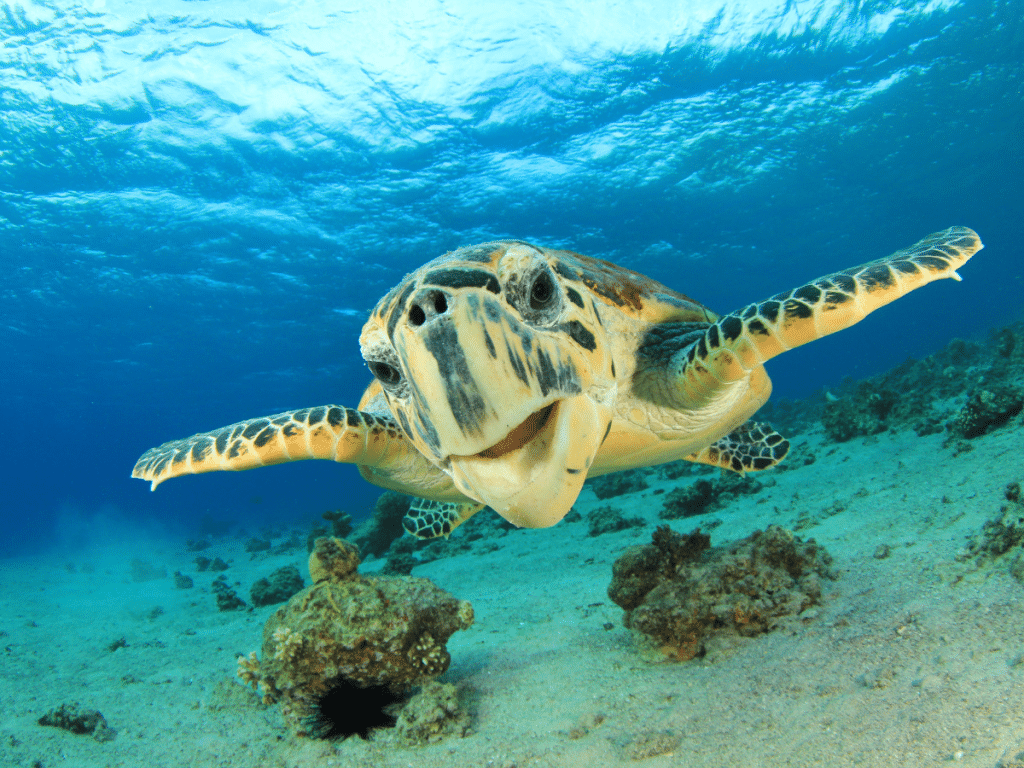 Turtle Rehabilitation Sanctuary