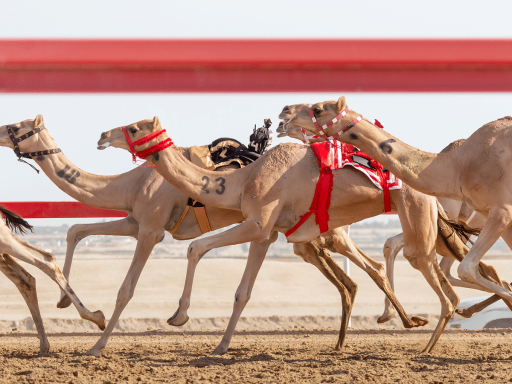 Looking for More Things to Do in Dubai?