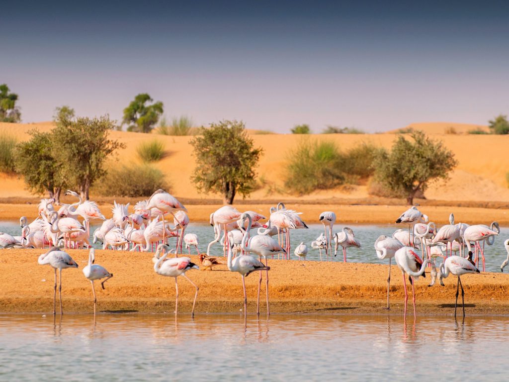 Al Rashidya Park