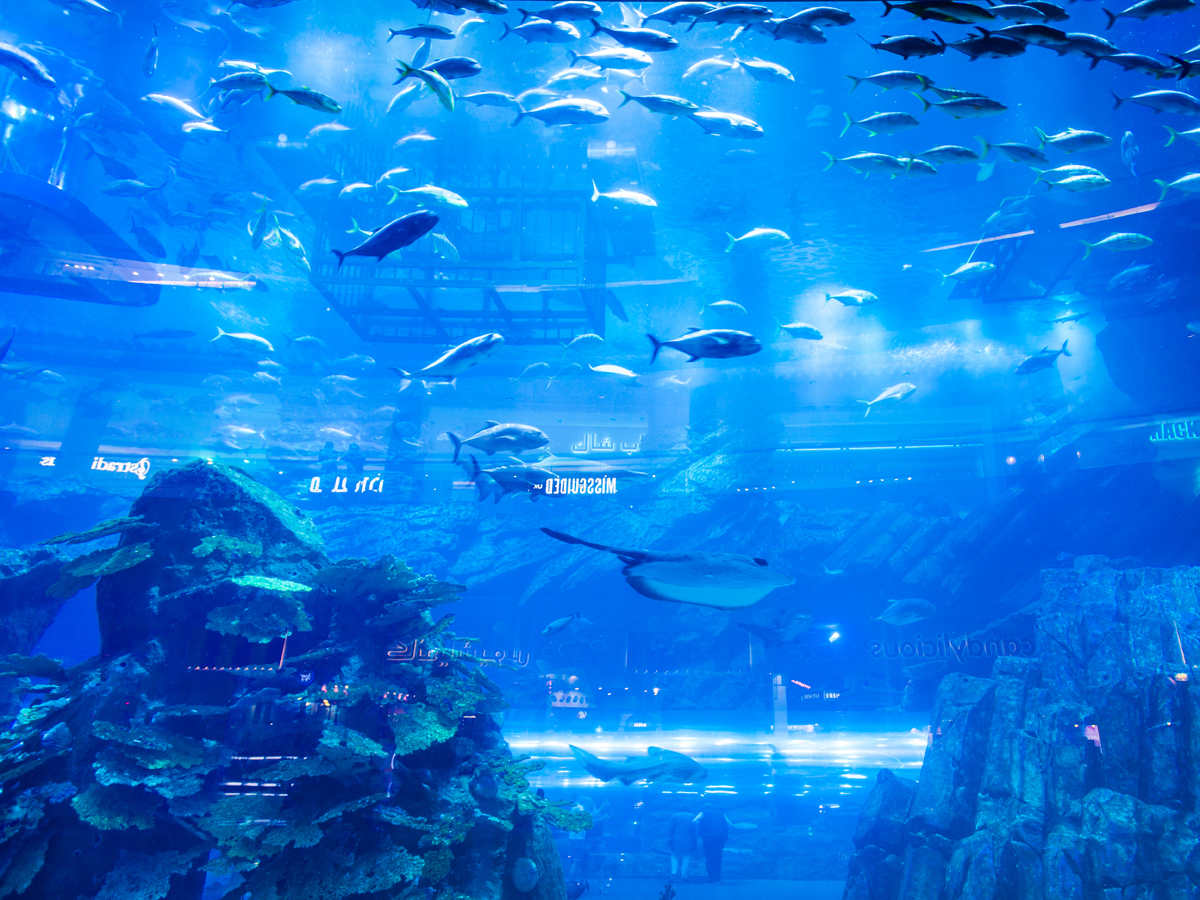 7. Go Shopping in Dubai's Luxurious Malls